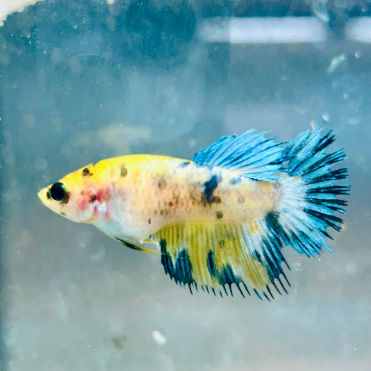 Koi Yellow Crowntail - Female Betta MA03 Female betta