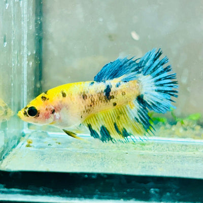 Koi Yellow Crowntail - Female Betta MA03 Female betta