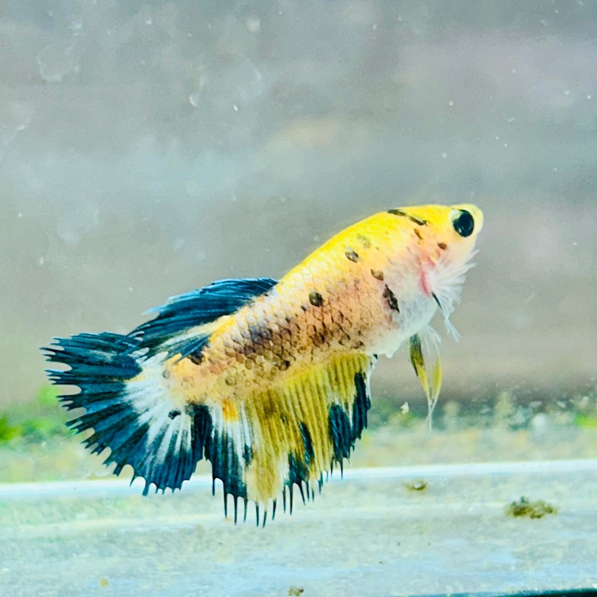 Koi Yellow Crowntail - Female Betta MA03 Female betta
