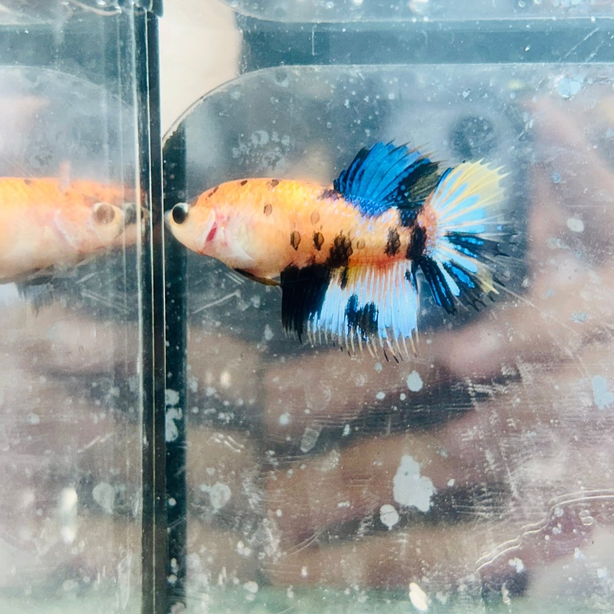 Koi Yellow Crowntail - Female Betta MA03 Female betta