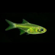 Kubotai Rasbora - Live Fish for Nano Tank 5 Tails nano