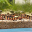 Kuhli Loach