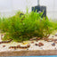 Kuhli Loach