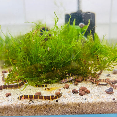 Kuhli Loach