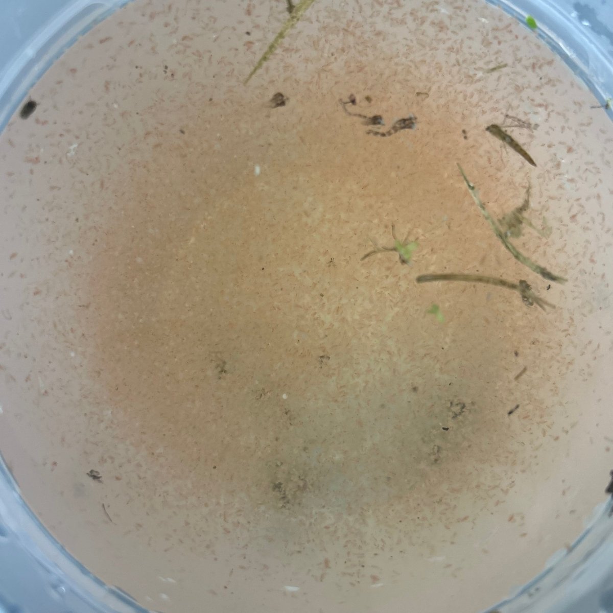 Live Moina Start Up Culture