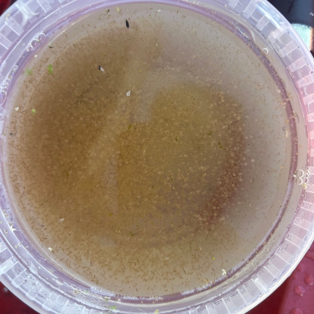 Live Moina Start Up Culture