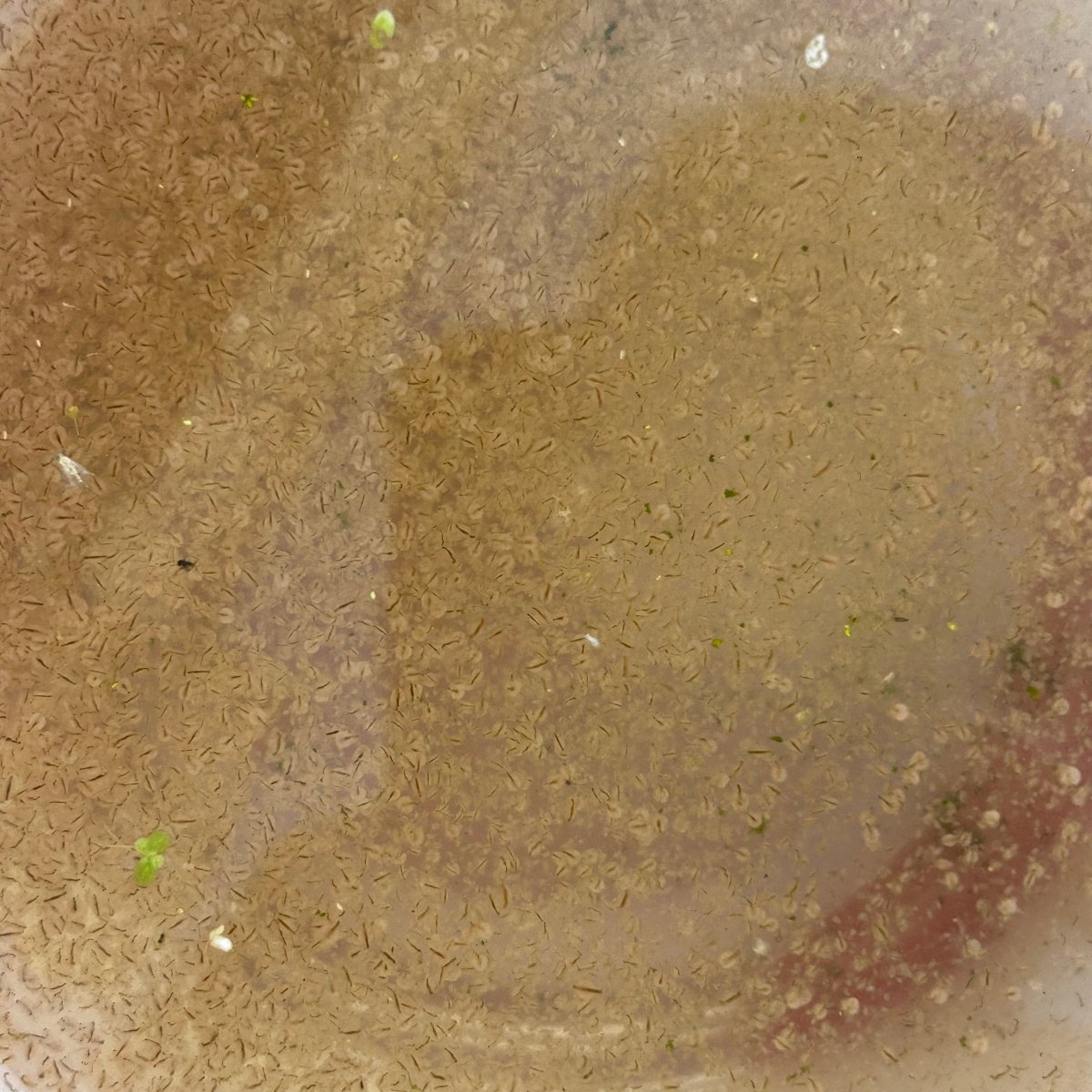 Live Moina Start Up Culture