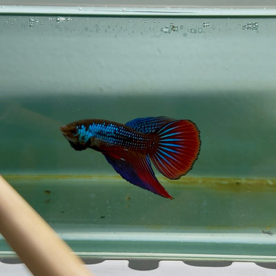 Longtail Imbellis Blue Male Betta M09