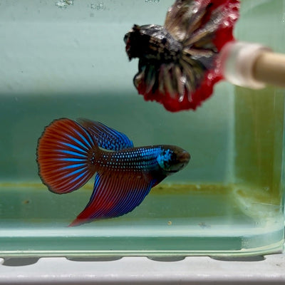 Longtail Imbellis Blue Male Betta M09
