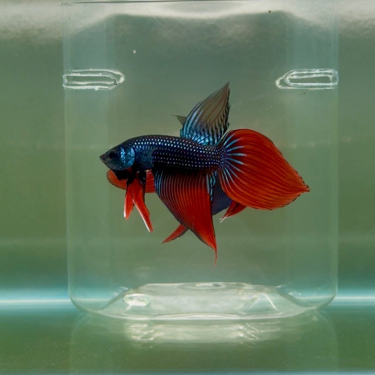Longtail Imbellis Male Betta #Ju45