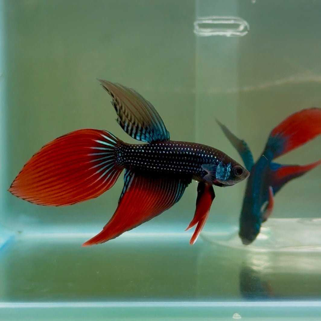 Longtail Imbellis Male Betta #Ju45