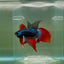 Longtail Imbellis Male Betta Ju45 Male betta