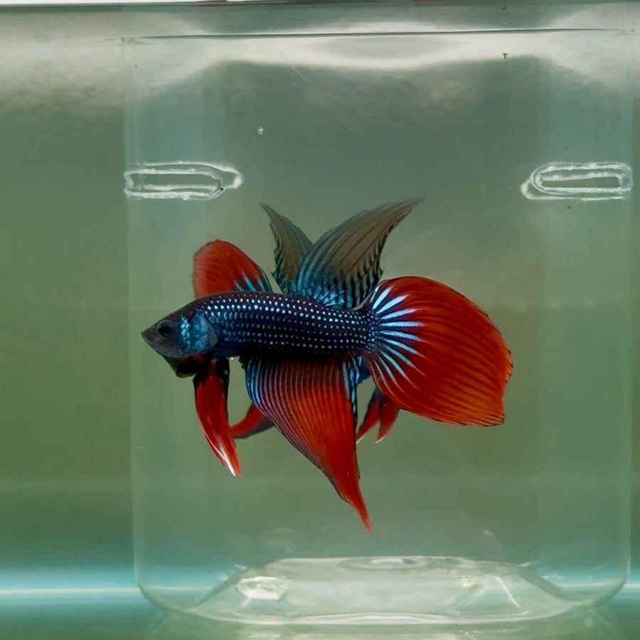 Longtail Imbellis Male Betta Ju45 Male betta