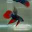 Longtail Imbellis Male Betta Ju45 Male betta