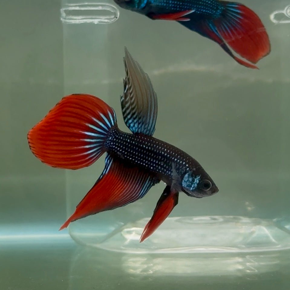 Longtail Imbellis Male Betta #Ju45