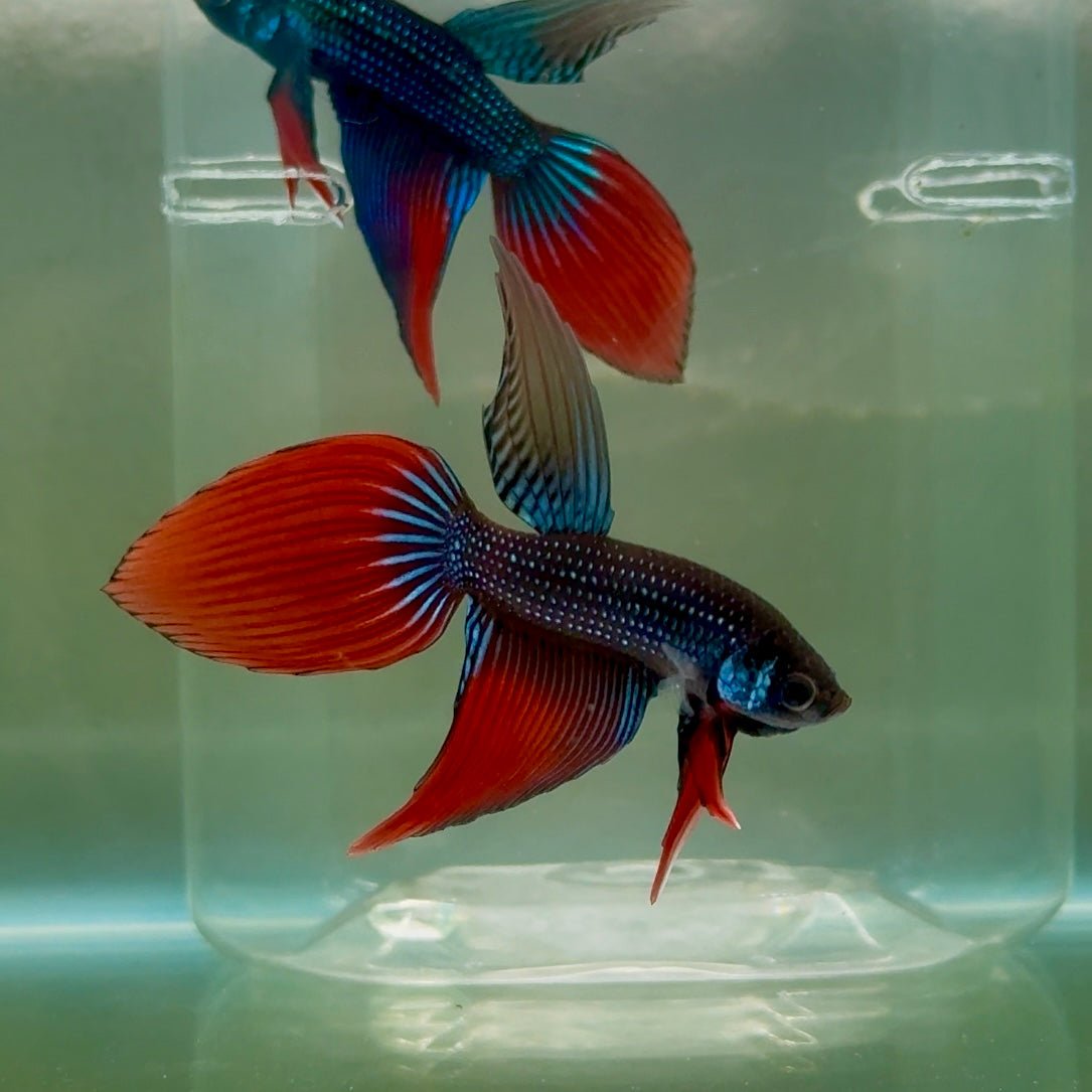 Longtail Imbellis Male Betta #Ju45