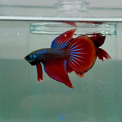 Longtail Imbellis Male Betta M132