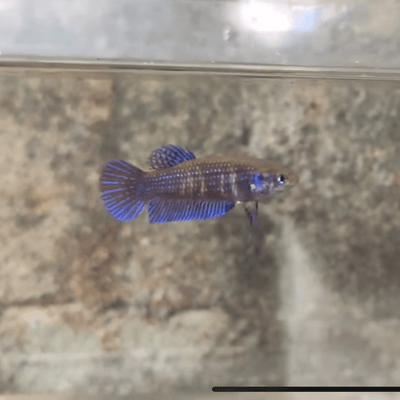Mahachaiensis Blue Female Betta Female betta