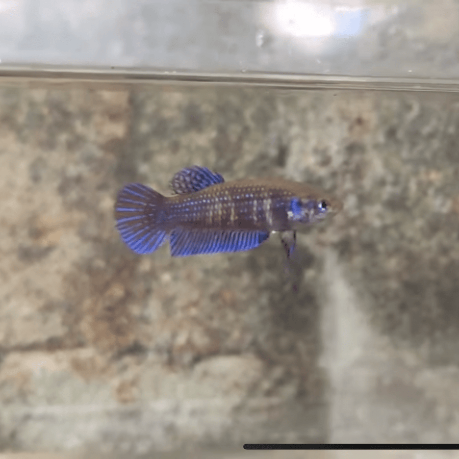 Mahachaiensis Blue Female Betta Female betta