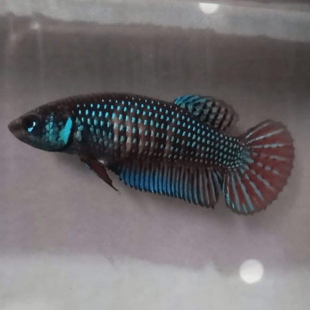 Mahachaiensis Green Female Betta