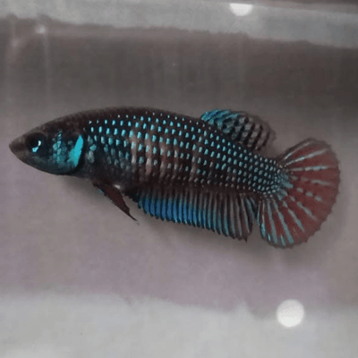 Mahachaiensis Green Female Betta Female betta