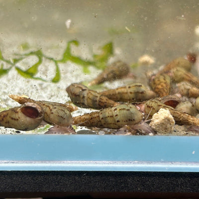 Malaysian Trumpet Snail - 10 Packs