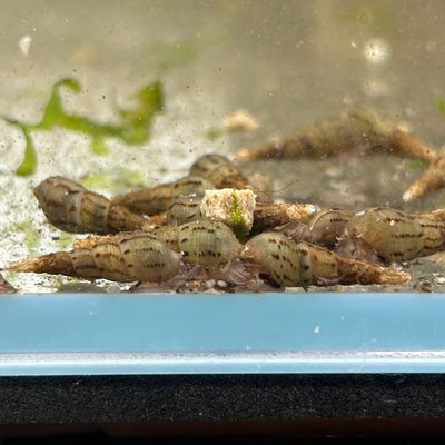 Malaysian Trumpet Snail - 10 Packs