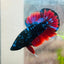 Male Plakat Vampire Avarta Male Betta A113