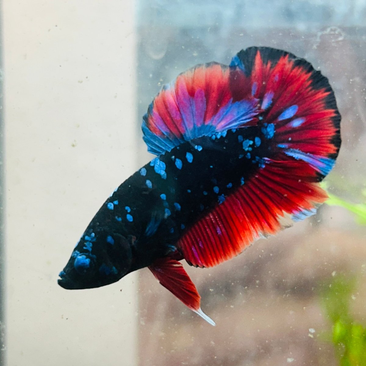 Male Plakat Vampire Avarta Male Betta A113