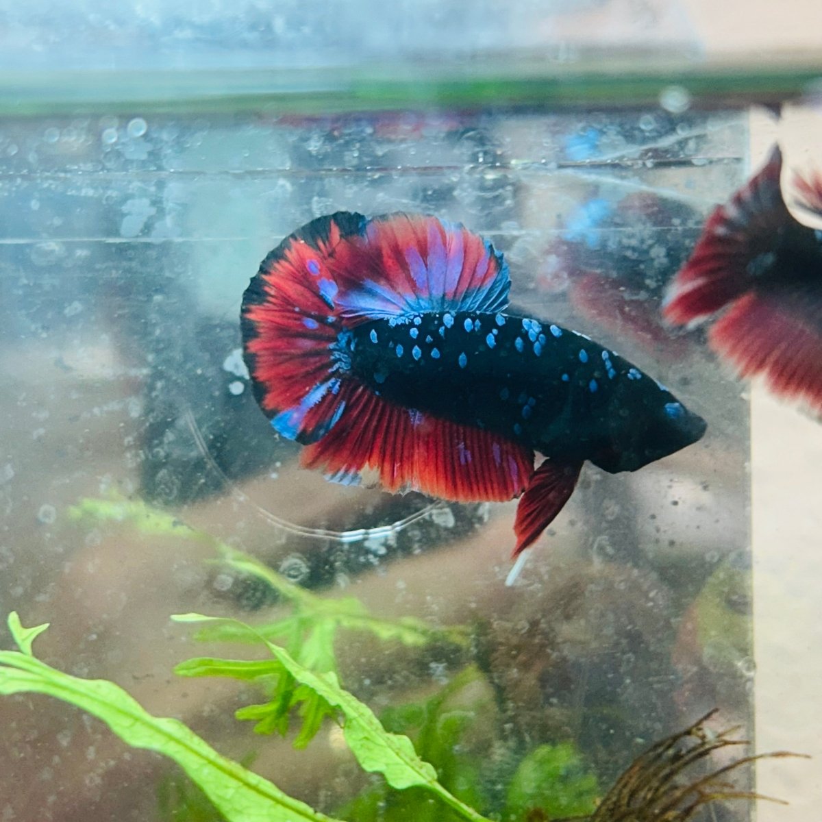 Male Plakat Vampire Avarta Male Betta A113