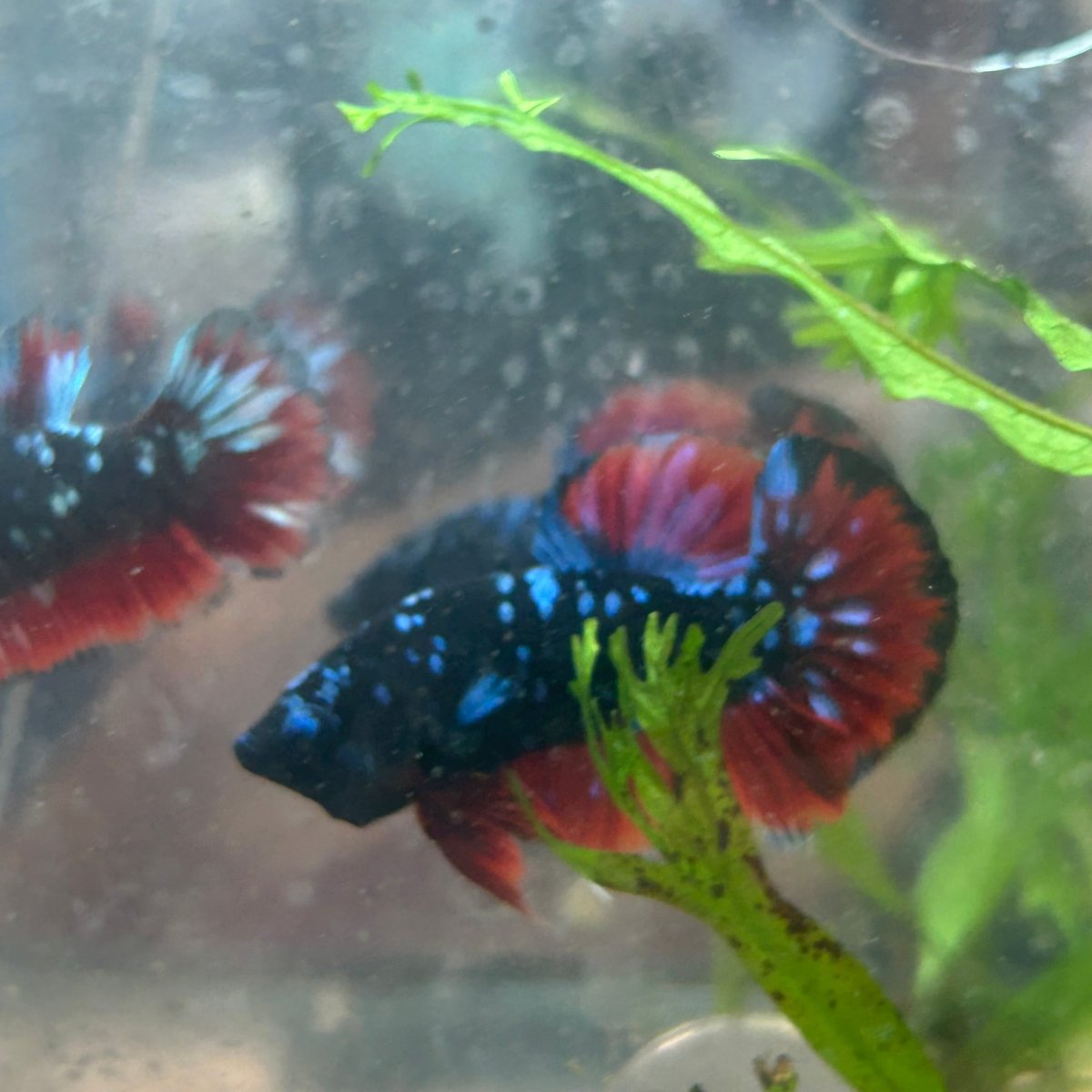 Male Plakat Vampire Avarta Male Betta A113