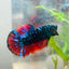 Male Plakat Vampire Avarta Male Betta A113