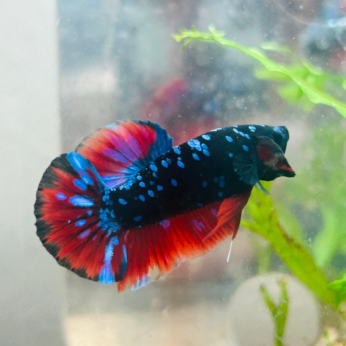 Male Plakat Vampire Avarta Male Betta A113