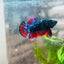 Male Plakat Vampire Avarta Male Betta A113