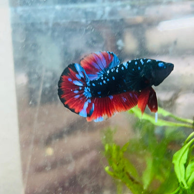 Male Plakat Vampire Avarta Male Betta A113