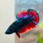 Male Plakat Vampire Avarta Male Betta A113