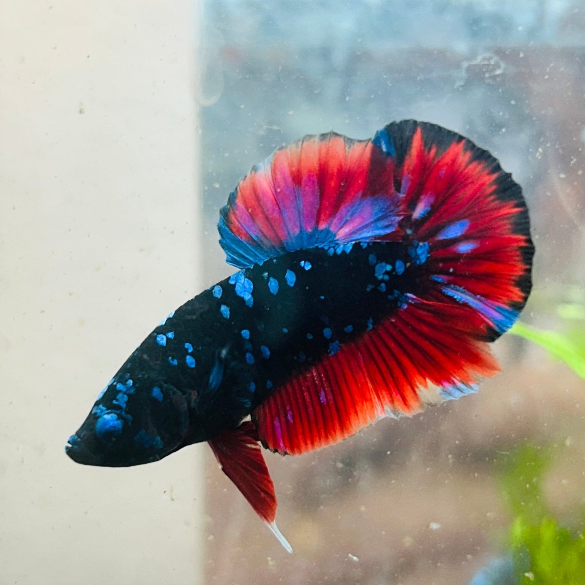 Male Plakat Vampire Avarta Male Betta A113