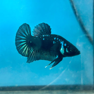 Mamba Blue Plakat - Male Betta N33