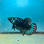 Mamba Blue Plakat - Male Betta N33