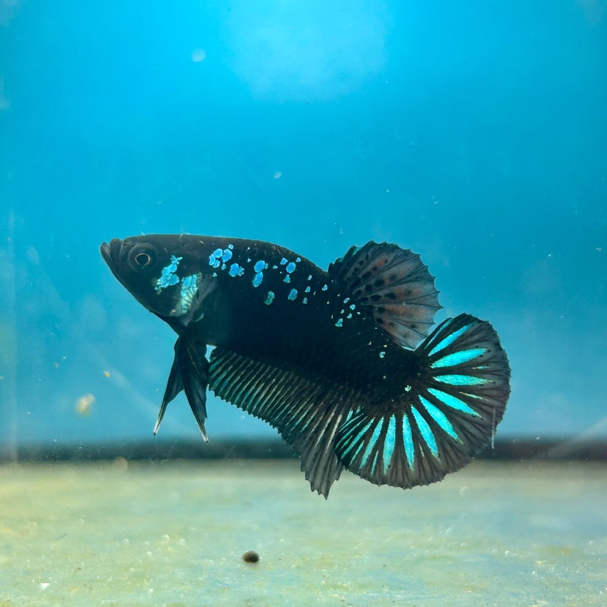 Mamba Blue Plakat - Male Betta N33