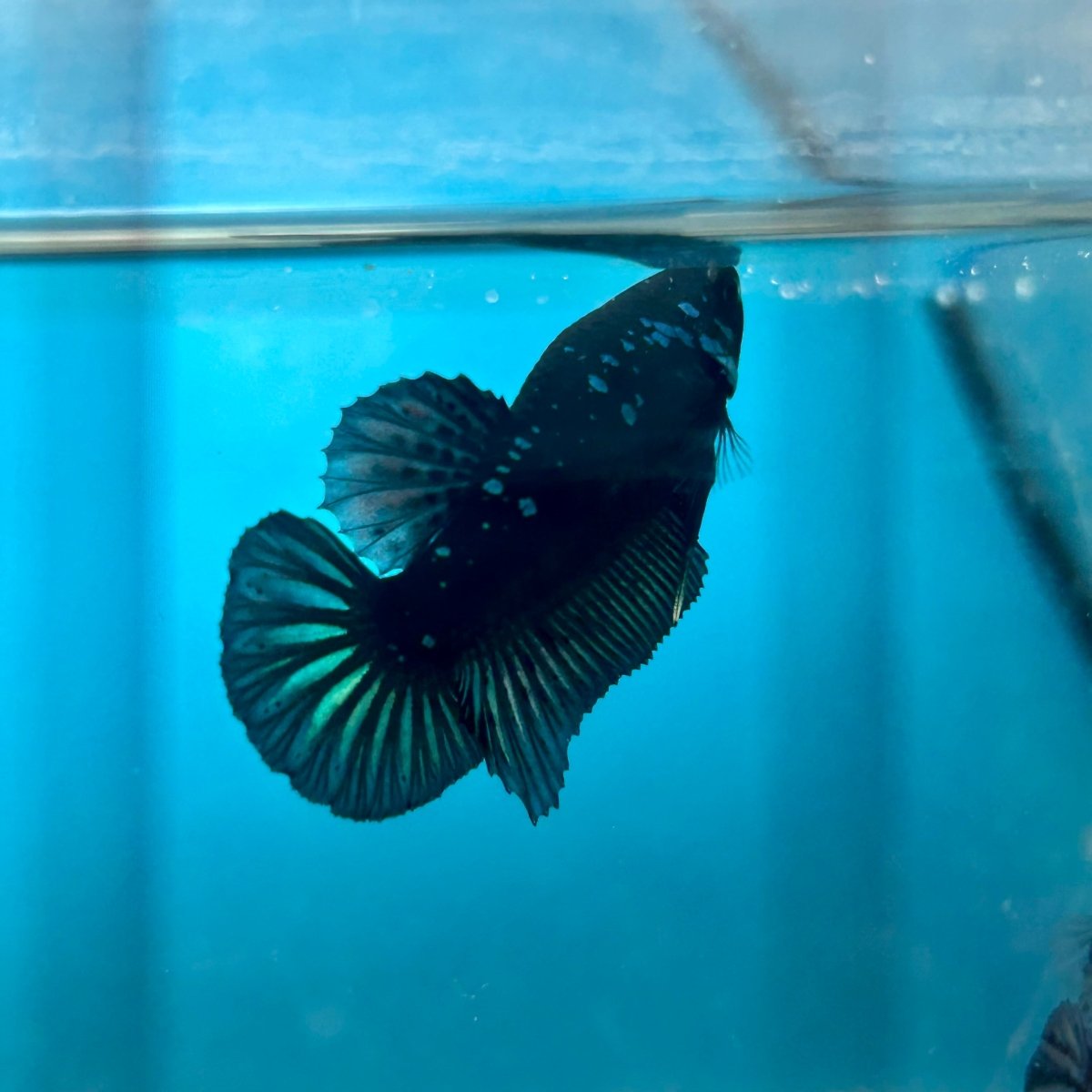 Mamba Blue Plakat - Male Betta N33