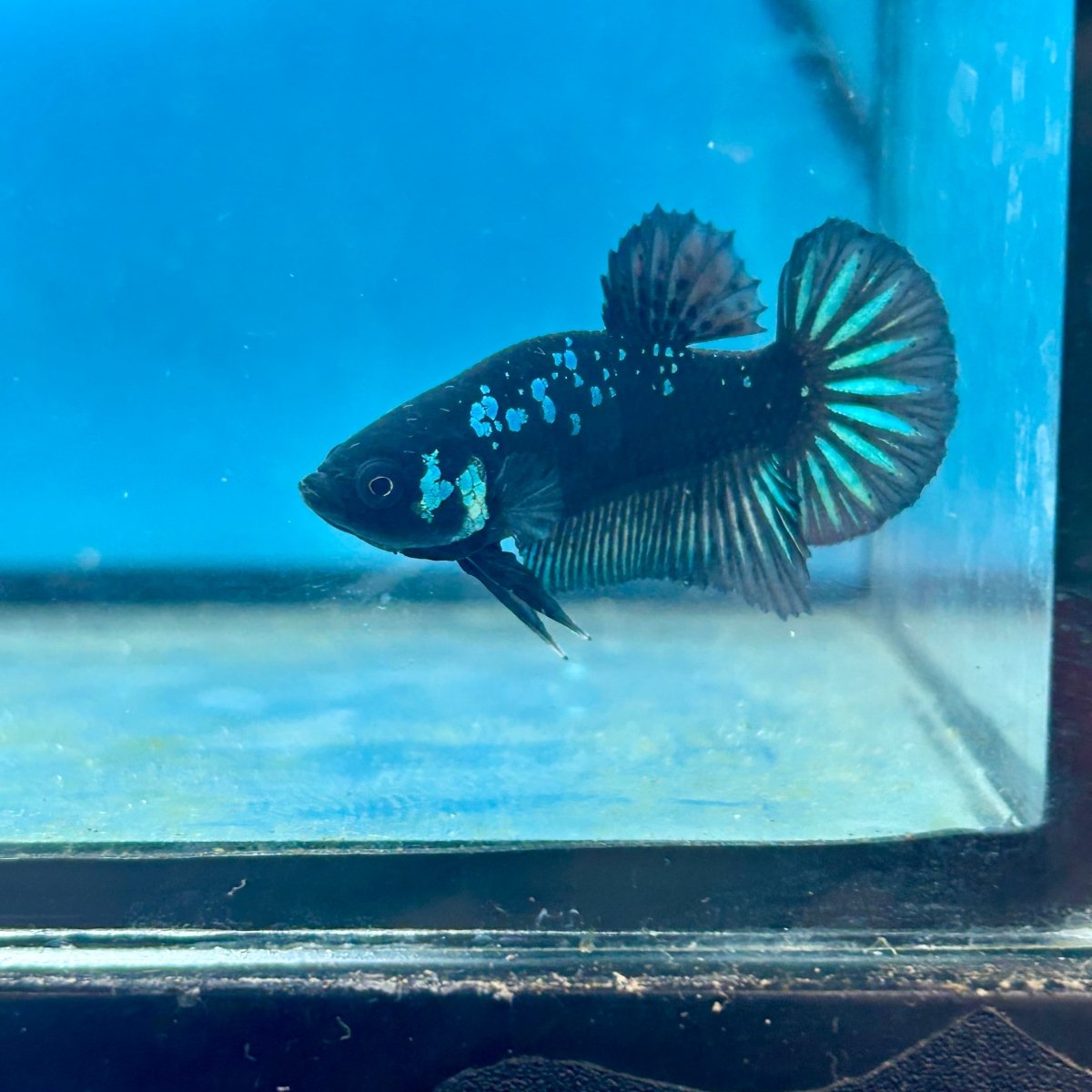 Mamba Blue Plakat - Male Betta N33