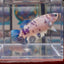 Marble Dot A131 Plakat - Female Betta