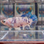 Marble Dot A131 Plakat - Female Betta
