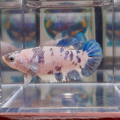 Marble Dot A131 Plakat - Female Betta