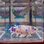 Marble Dot A131 Plakat - Female Betta