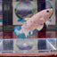 Marble Dot A96 Plakat - Female Betta