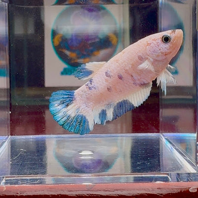 Marble Dot A96 Plakat - Female Betta