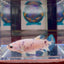 Marble Dot A96 Plakat - Female Betta