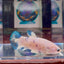 Marble Dot A96 Plakat - Female Betta